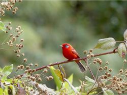 Red Warbler